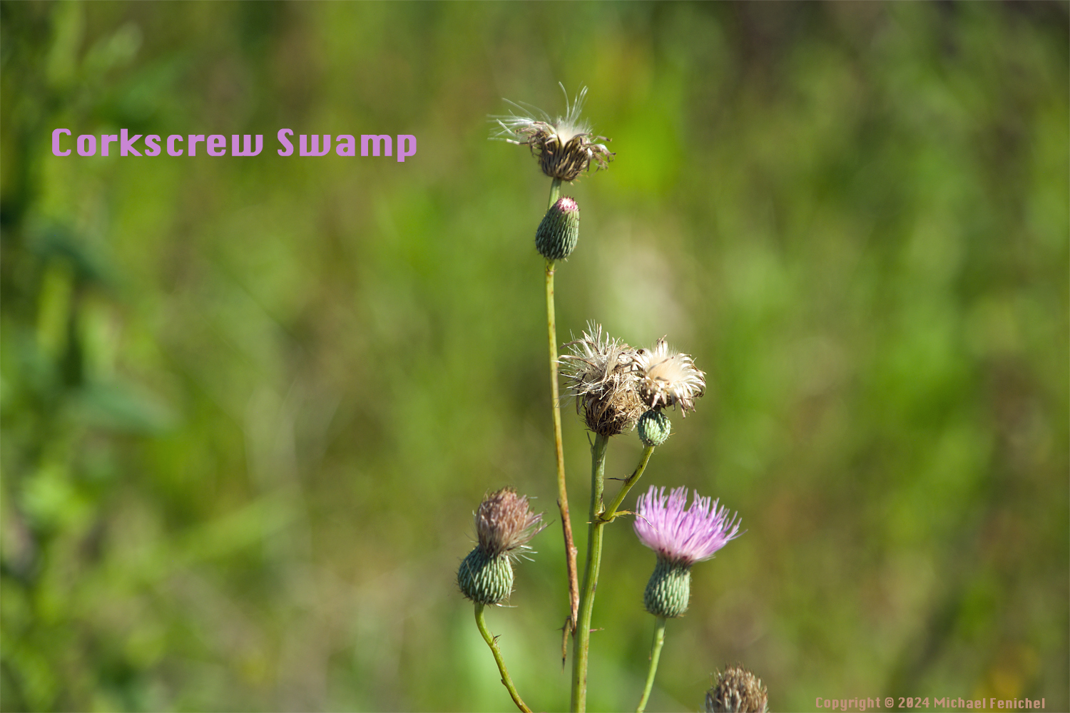 [Corkscrew Swamp Title Page - Wildflowers]