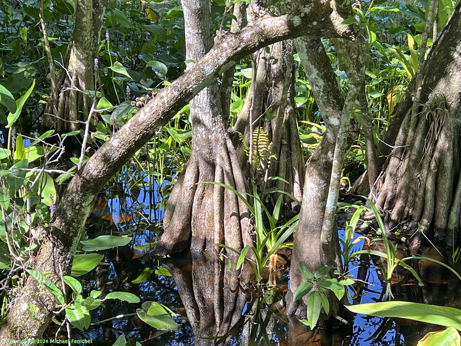 Cypress Swamp in Corkscrew