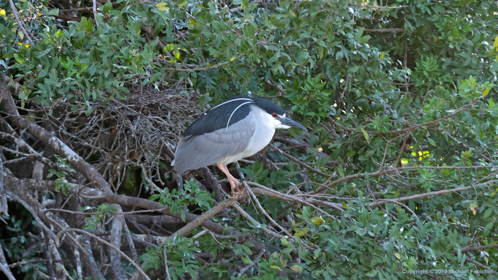 [Breeding adult black-crowned night heron]