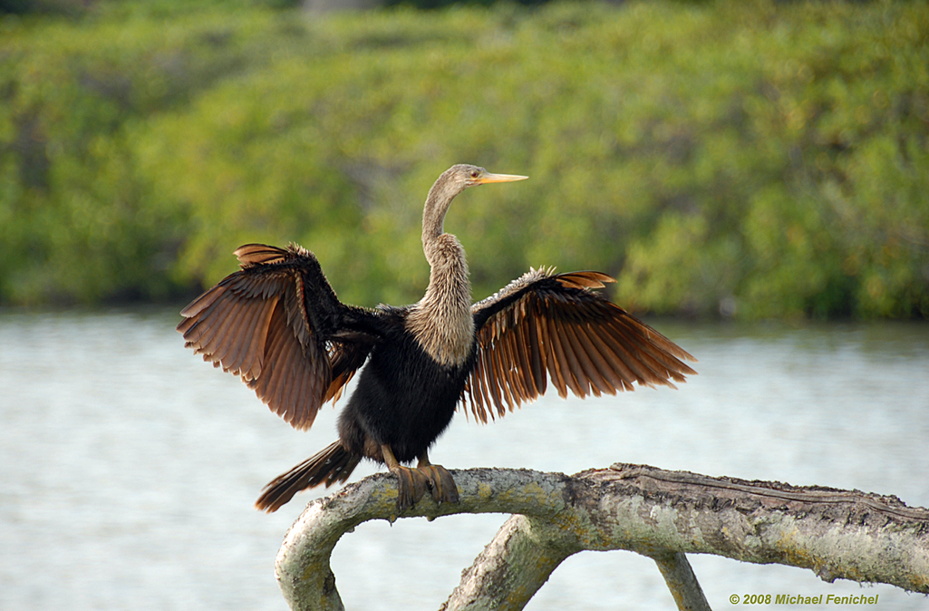 [Adult female anhinga drying her feathers]