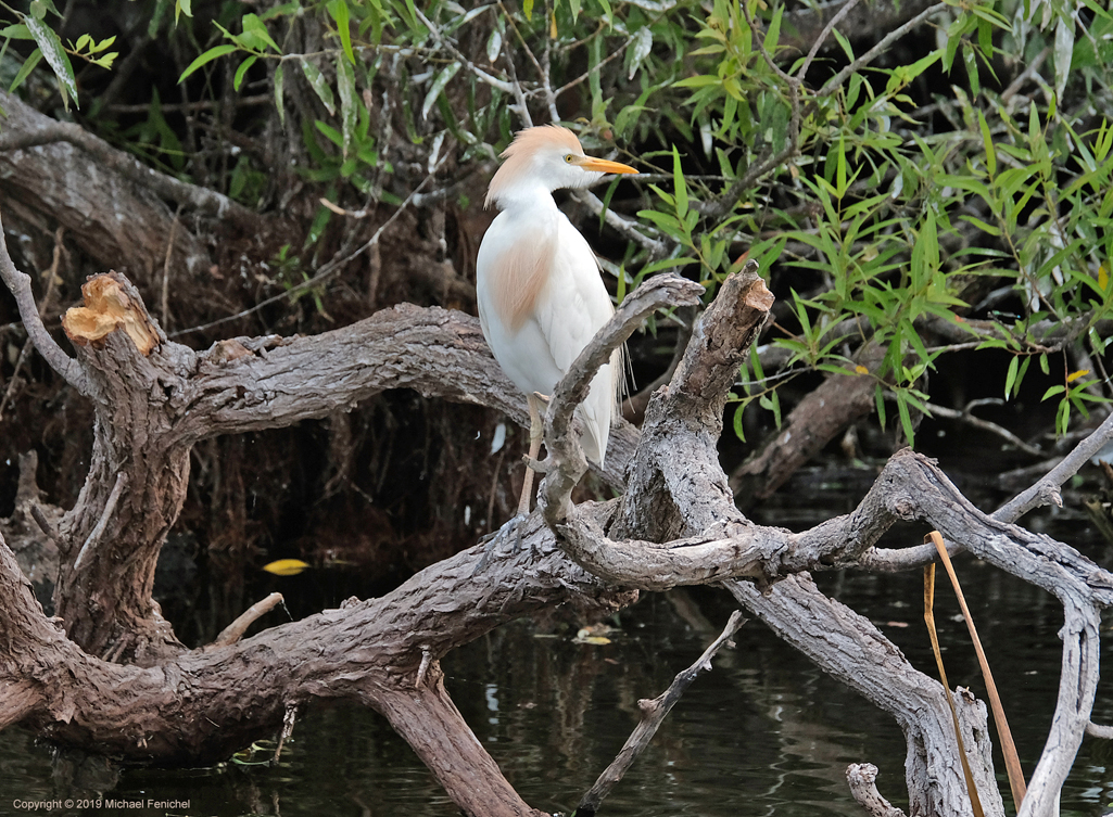 [Cattle Egret on a Tree]