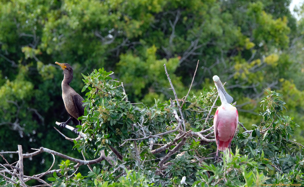 [Double-crested Cormorant and Roseate Spoonbill Atop  Rookery]