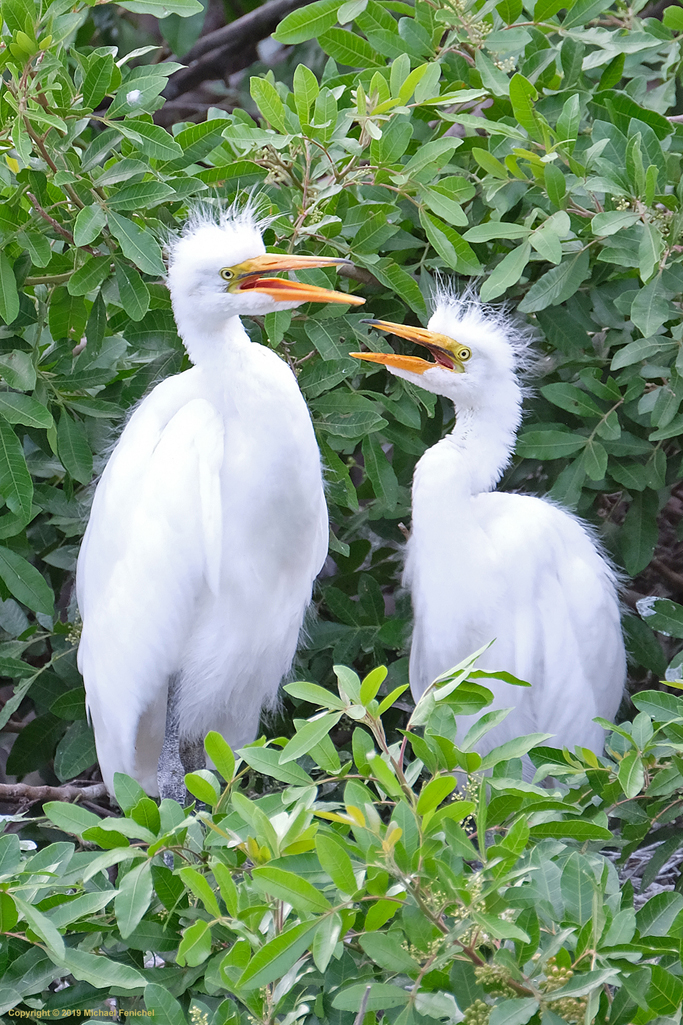 [Tweeters - Snowy Egret Chicks]