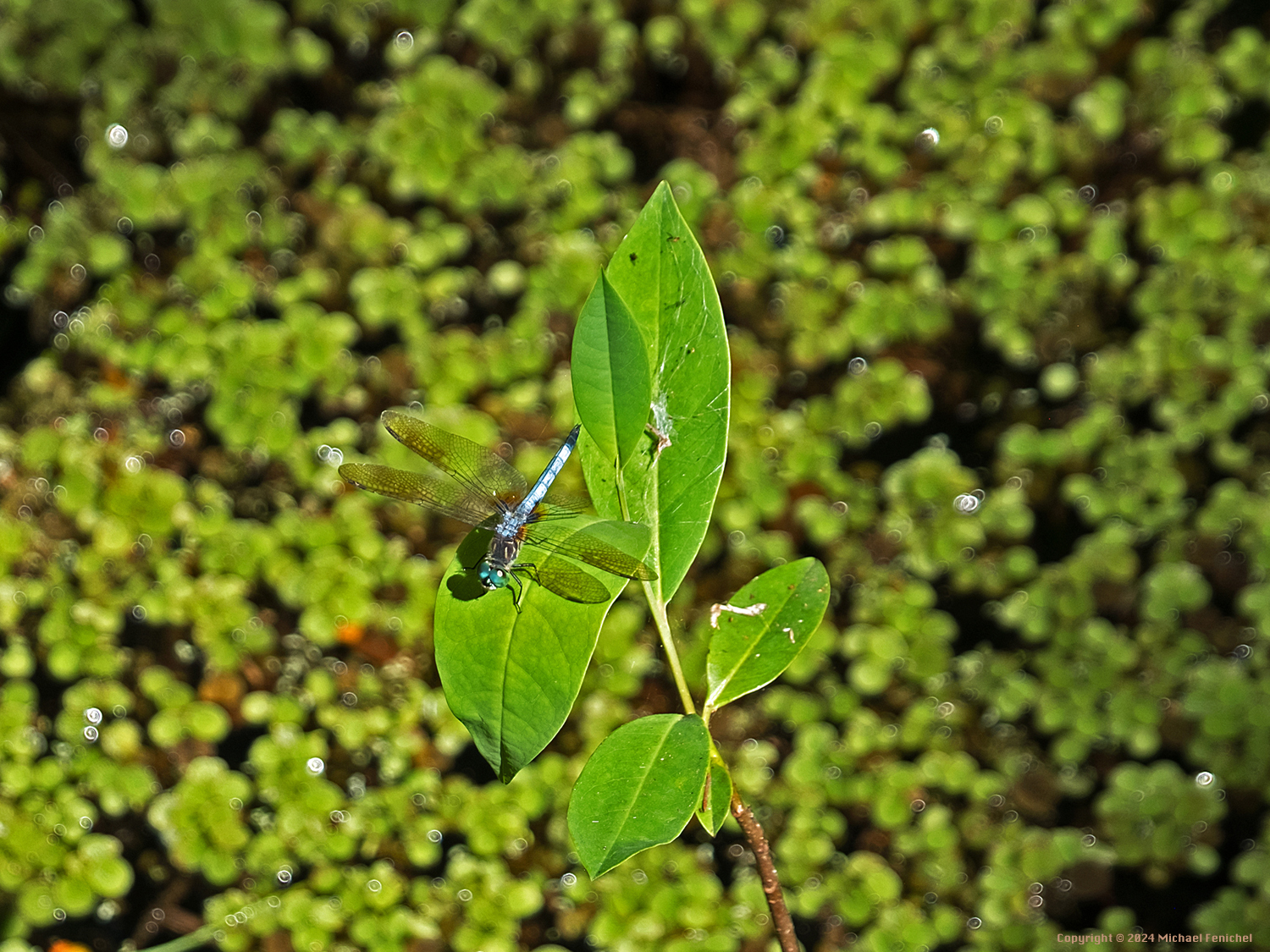 Blue Dasher Dragonfly