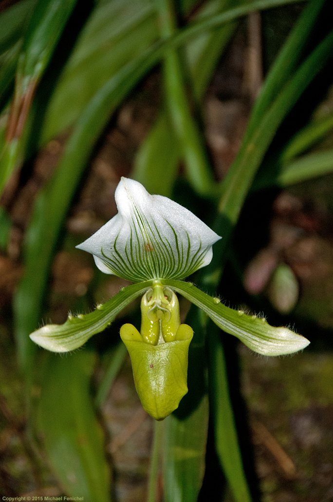 [Green Orchid]