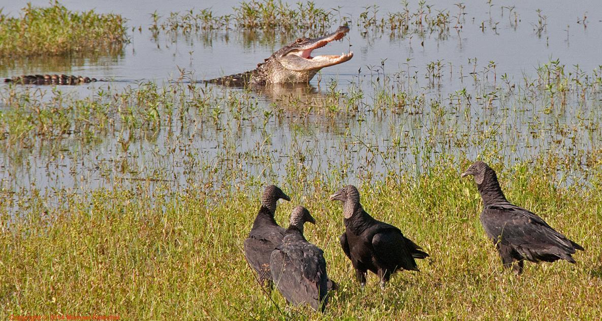 [Gator and Vultures]