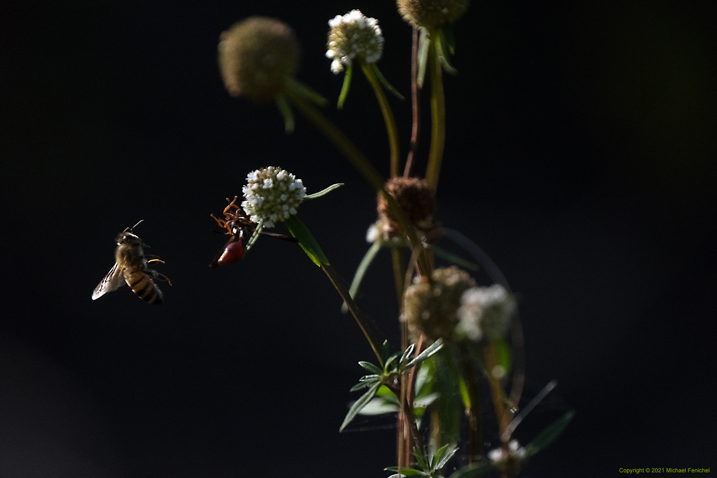 Bee & Wasp