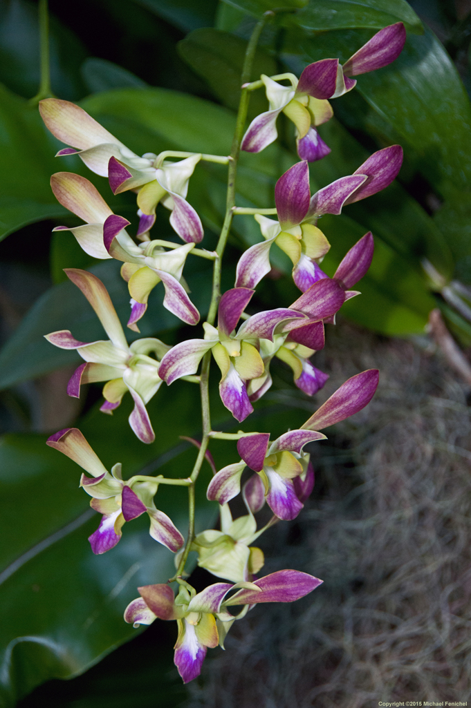 [Purple Dendrobium Orchid]