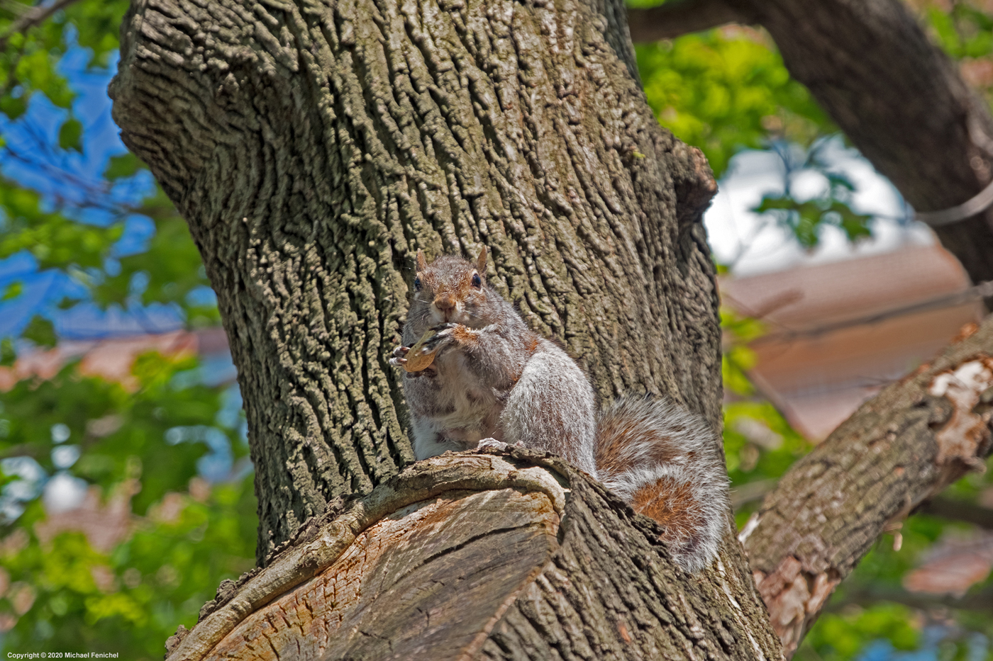 Squirrel - Sometimes You Feel Like a Nut]